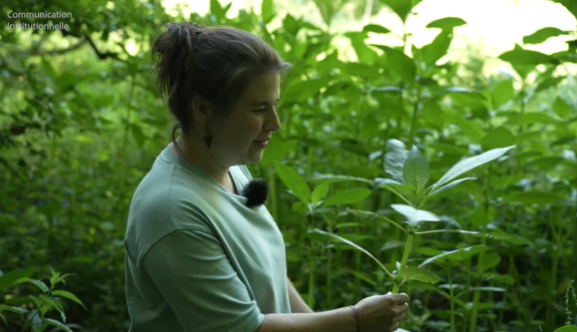 Rat des villes, rat des champs: Les plantes invasives