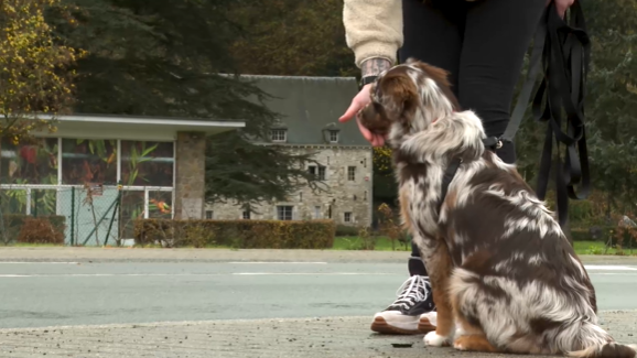 Trucs de Wouf: la socialisation du chiot. 