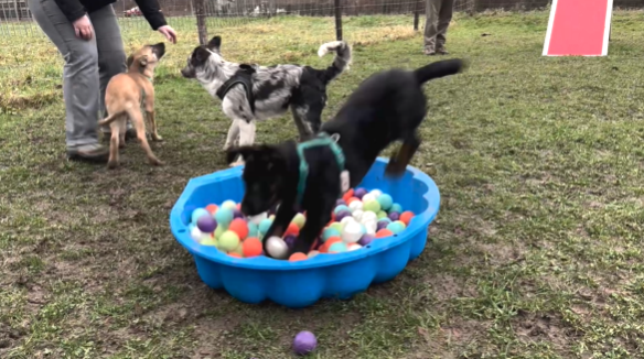 Trucs de Wouf: la classe chiot