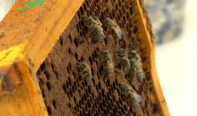 Des apiculteurs "traquent" la plus grande menace pour les abeilles