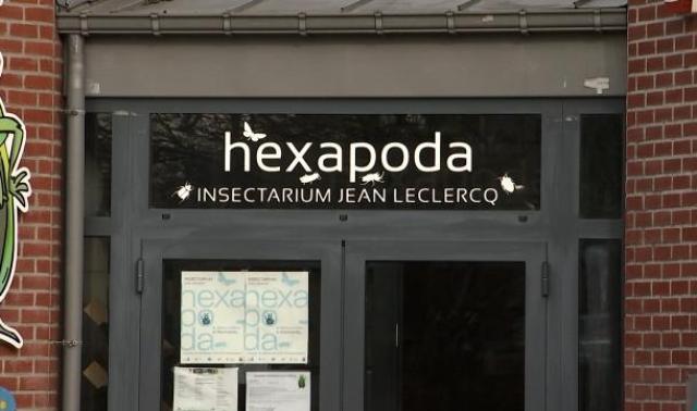 6 millions d'insectes rapatriés au musée Hexapoda de Waremme