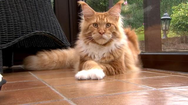 8 aoÍ»t : journée internationale du chat