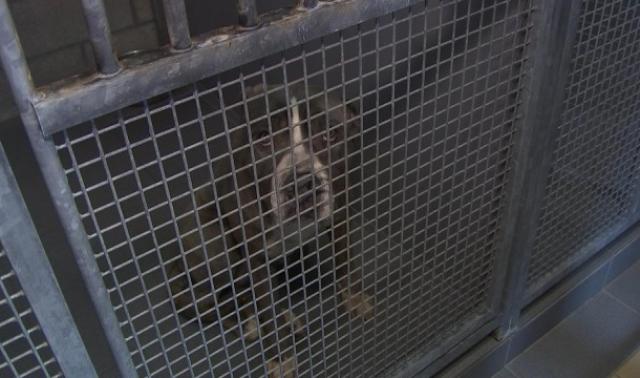 Le Noël des Animaux à la Société Royale Protectrice des Animaux