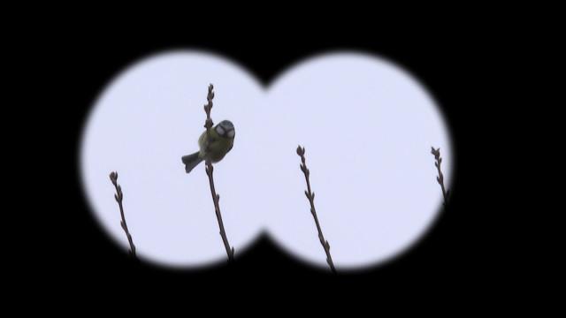 A vos jumelles : quels oiseaux voyez-vous dans vos jardins ?