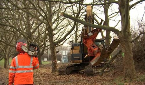 Abattage de 216 arbres sur le tronçon nord du Tram