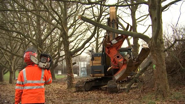 Abattage de 216 arbres sur le tronçon nord du Tram