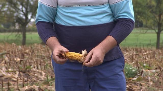 Agriculteurs et  sangliers : cohabitation bien difficile 