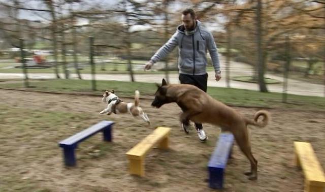 Alleur : un nouvel endroit réservé aux chiens  