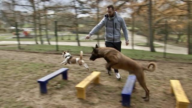 Alleur : un nouvel endroit réservé aux chiens  