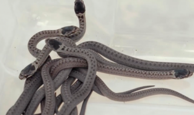 Ampsin : de petits serpents relâchés dans la nature. 