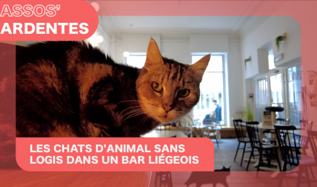Assos' Ardentes : un refuge pour animaux collabore avec un bar à chats liégeois