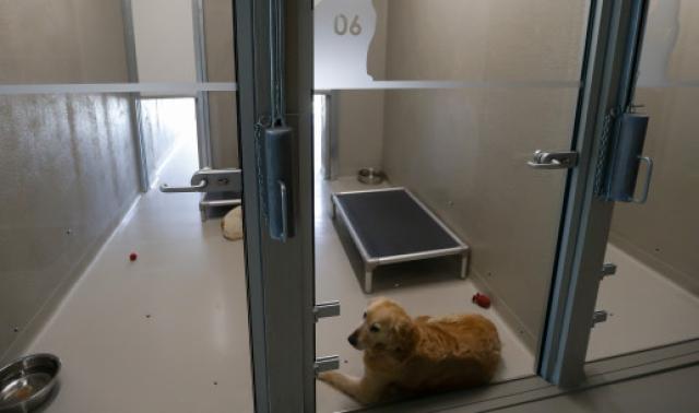 Awans offre un stage de socialisation aux chiens adoptés dans un refuge