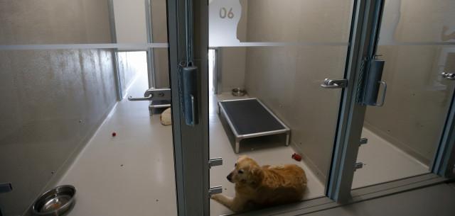 Awans offre un stage de socialisation aux chiens adoptés dans un refuge