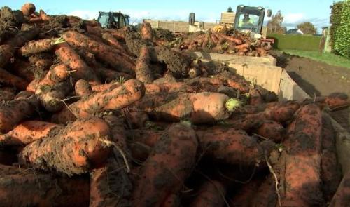Awans: quand la pluie joue les trouble-fêtes pour les cultivateurs de carottes