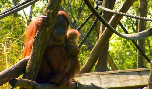 Aywaille : deux bébés orang-outans