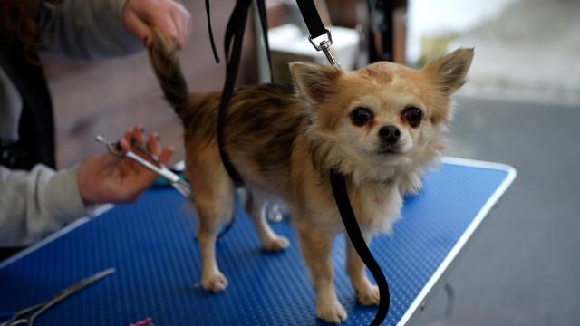 Cadeaux et festin pour les animaux des bénéficiaires du Resto du coeur 