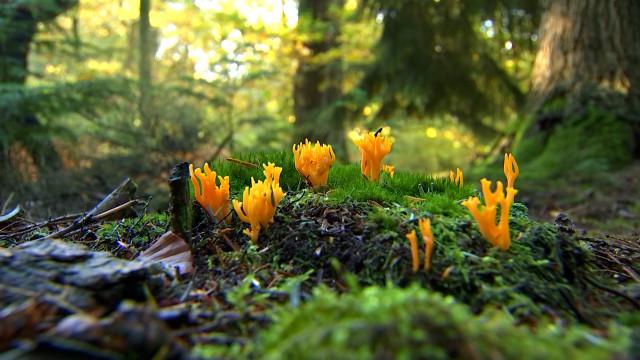 Chasse aux champignons avec des mycologues de l'ULiège