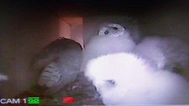 Photos d'une nichée de chouettes effraies à Burdinne 
