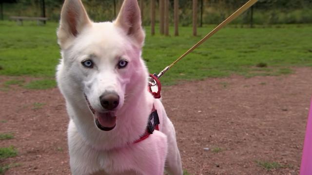Cointe : Un rendez-vous qui a du chien ! 
