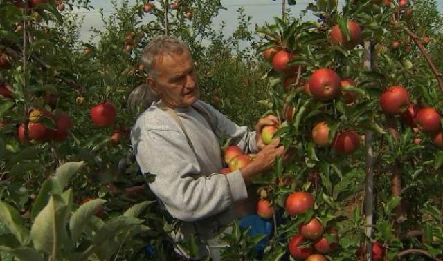Dalhem : 5 jours d'autocueillette de fruits au verger