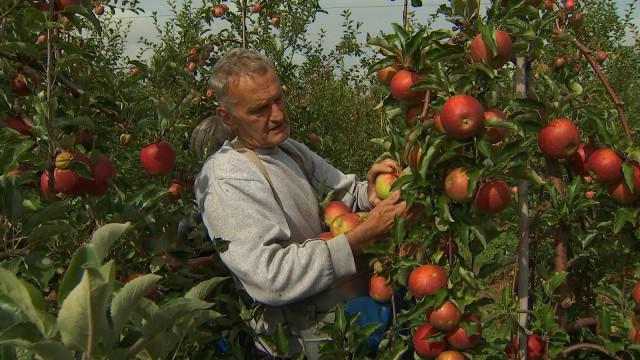 Dalhem : 5 jours d'autocueillette de fruits au verger