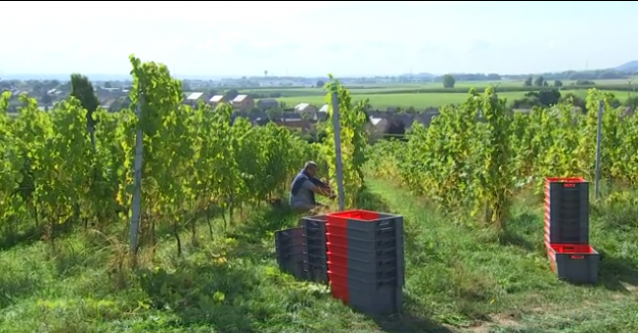 Début des vendanges pour Vin de Liège 