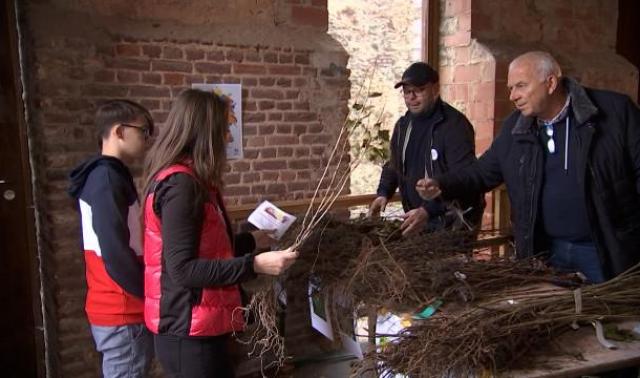 Des arbres distribués dans toutes les communes wallonnes