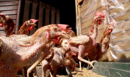 Des poules d'élevages sauvées par des bénévoles à Hannut