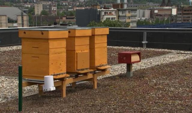 Des ruchers urbains connectés sur les toits !