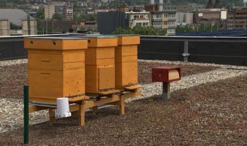 Des ruchers urbains connectés sur les toits !