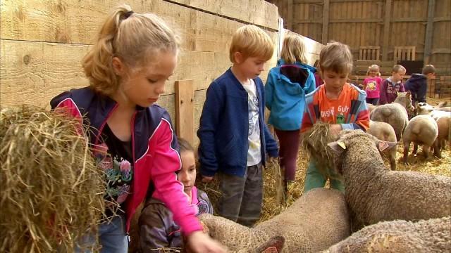 Donceel: les moutons au centre d'un stage à la ferme Schalenbourg