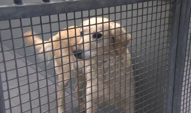 Effets positifs de la crise dans les refuges animaliers