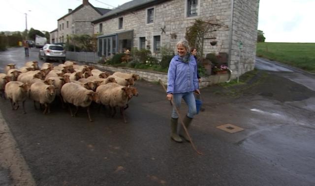 Ferrières: Dernière transhumance pour les brebis de My