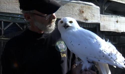 Un Harfang des neiges (Harry Potter) parmi 60 rapaces réfugiés à Flémalle