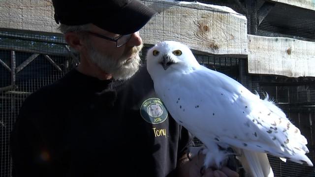 Un Harfang des neiges (Harry Potter) parmi 60 rapaces réfugiés à Flémalle