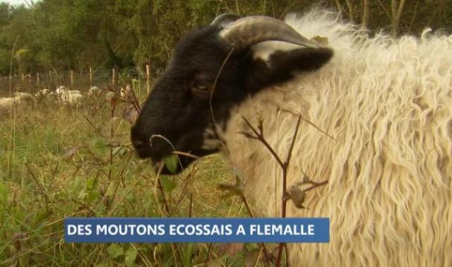 Flémalle : le plus grand projet d'éco-patÍ»rage de la région