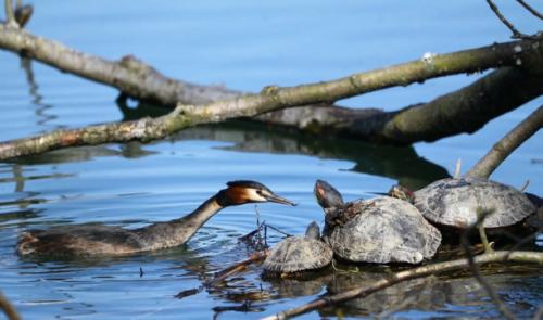 Gravière Brock : les tortues menacent les oiseaux 