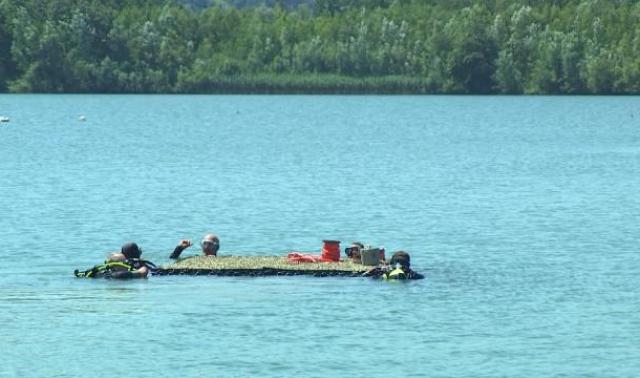 Gravière d'Amay : un reposoir pour les oiseaux 