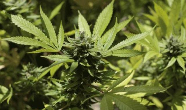 Grivegnée : découverte d'une plantation de cannabis