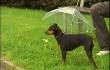 Cerexhe-Heuseux: Parapluies pour chien