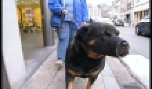 Seraing : non aux chiens dangereux.
