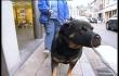 Seraing : non aux chiens dangereux.