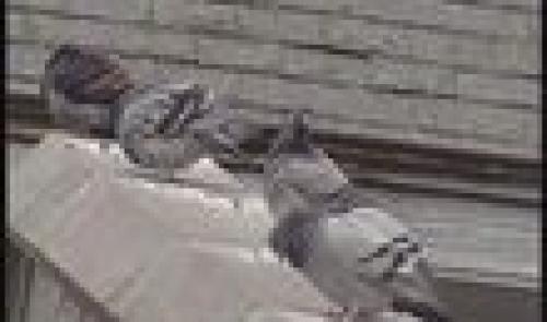 Braives: chasse aux pigeons