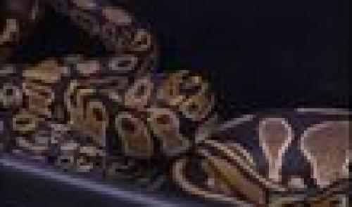 Une quarantaine de serpents découverts dans une habitation à Seraing