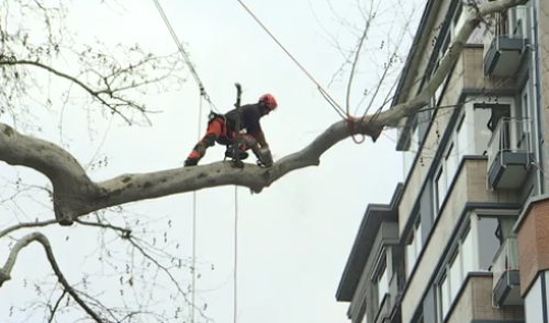 Jardin Botanique : un très vieil arbre malade
