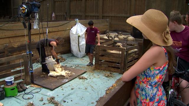 « Journées Fermes Ouvertes » : partage et découverte du monde agricole 