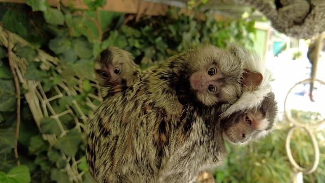 Jumeaux ouistitis : double naissance à Huy