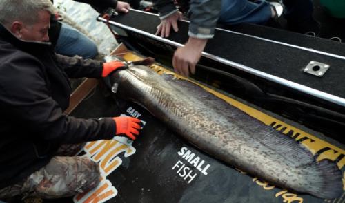 King Clonk, la seule compétition de pêche aux silures de Belgique