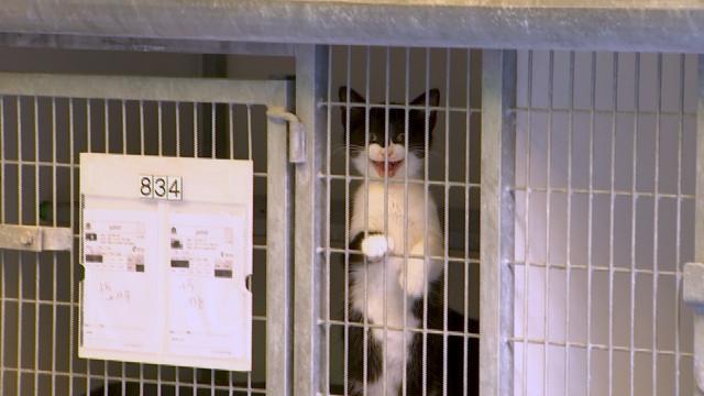 L'adoption des chats suspendue à la SRPA de Cointe