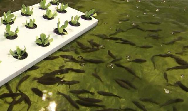 L'aquaponie fait collaborer les poissons et les légumes